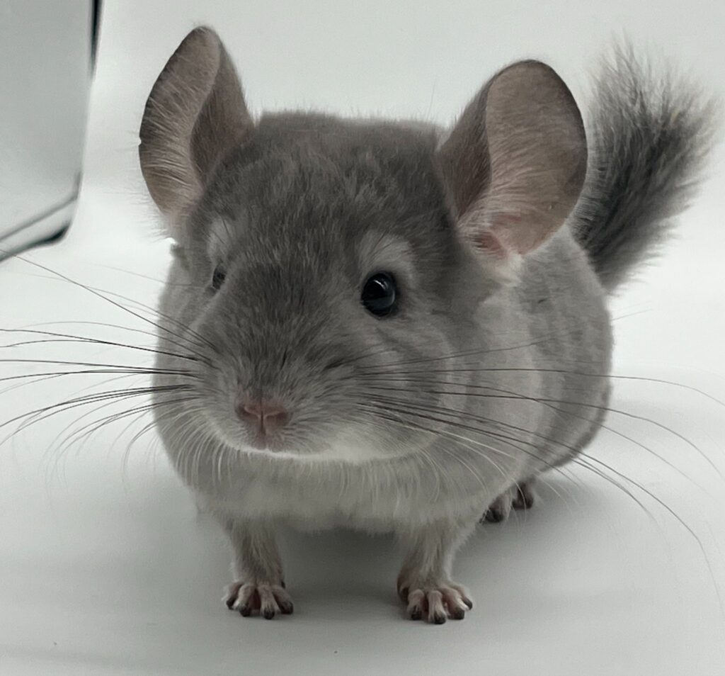 チンチラ バイオレット 男の子 サファイアキャリア ⚫︎