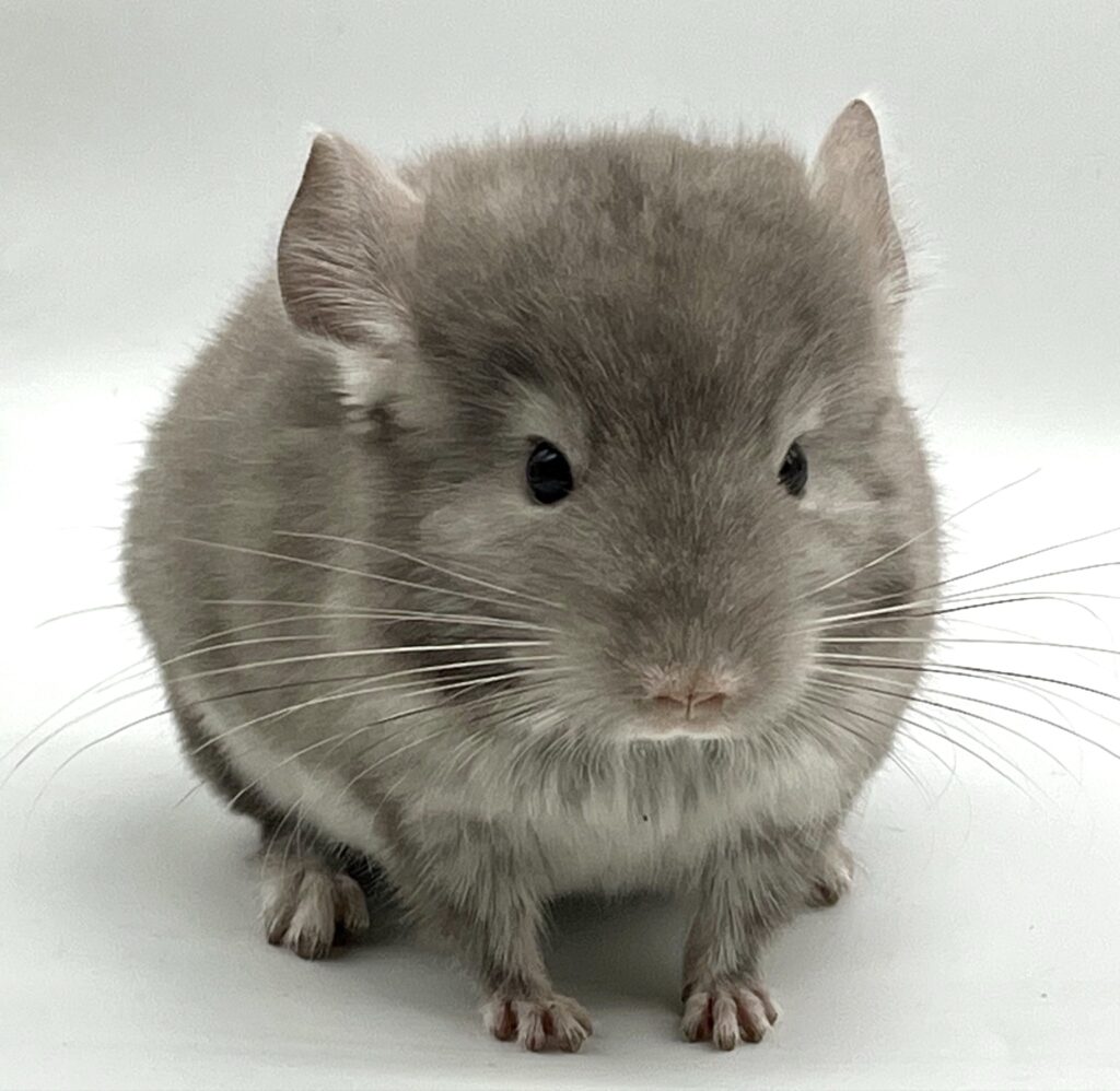 チンチラ ブラウンパール 男の子