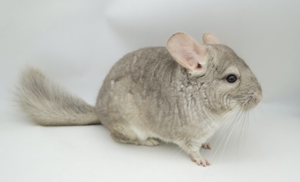 チンチラ ベージュ(シナモンカラー) 男の子 アンゴラキャリア poss.50%バイオレットキャリア【お目目ぱっちり・元気いっぱい】